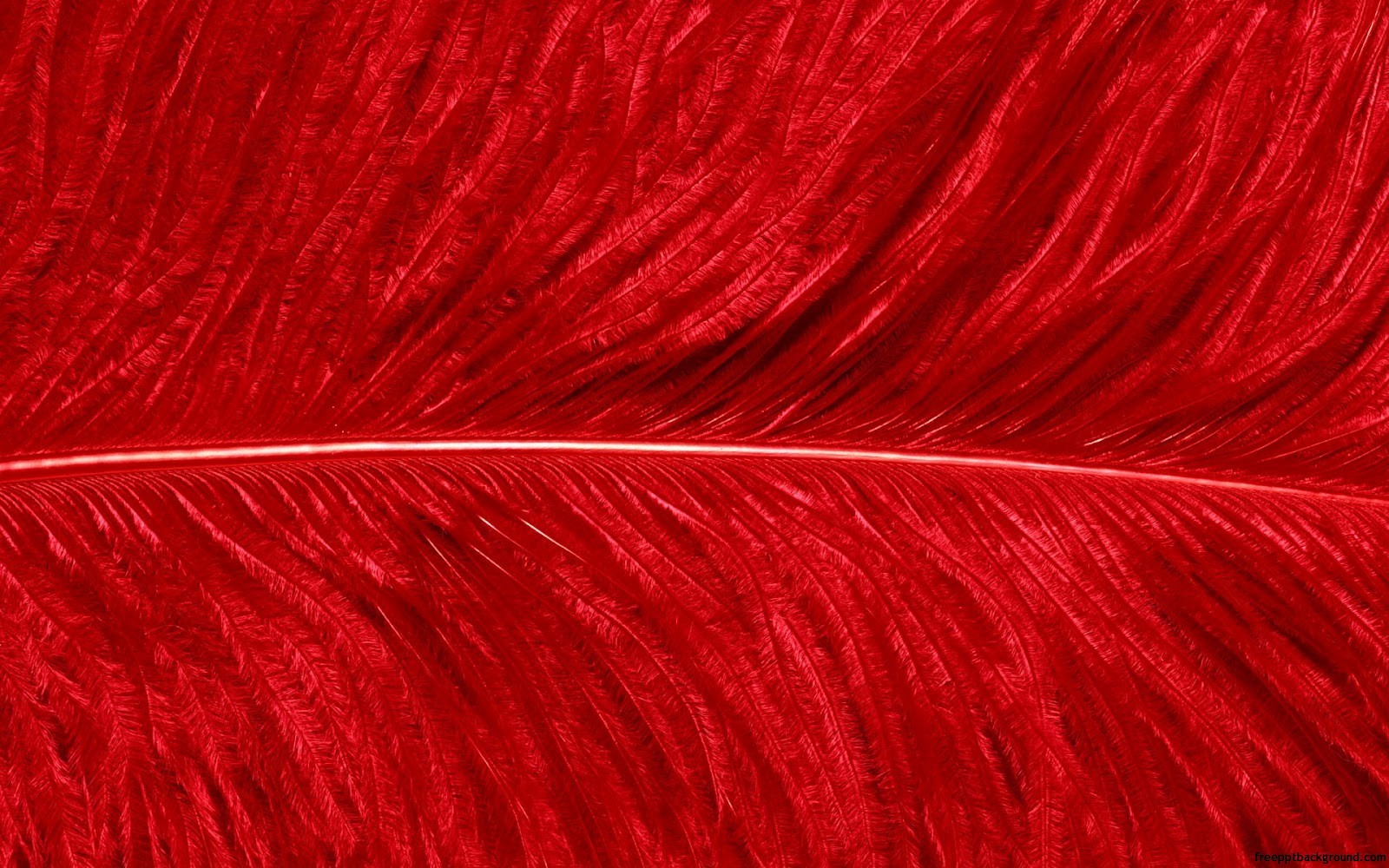 red bird feather pattern
