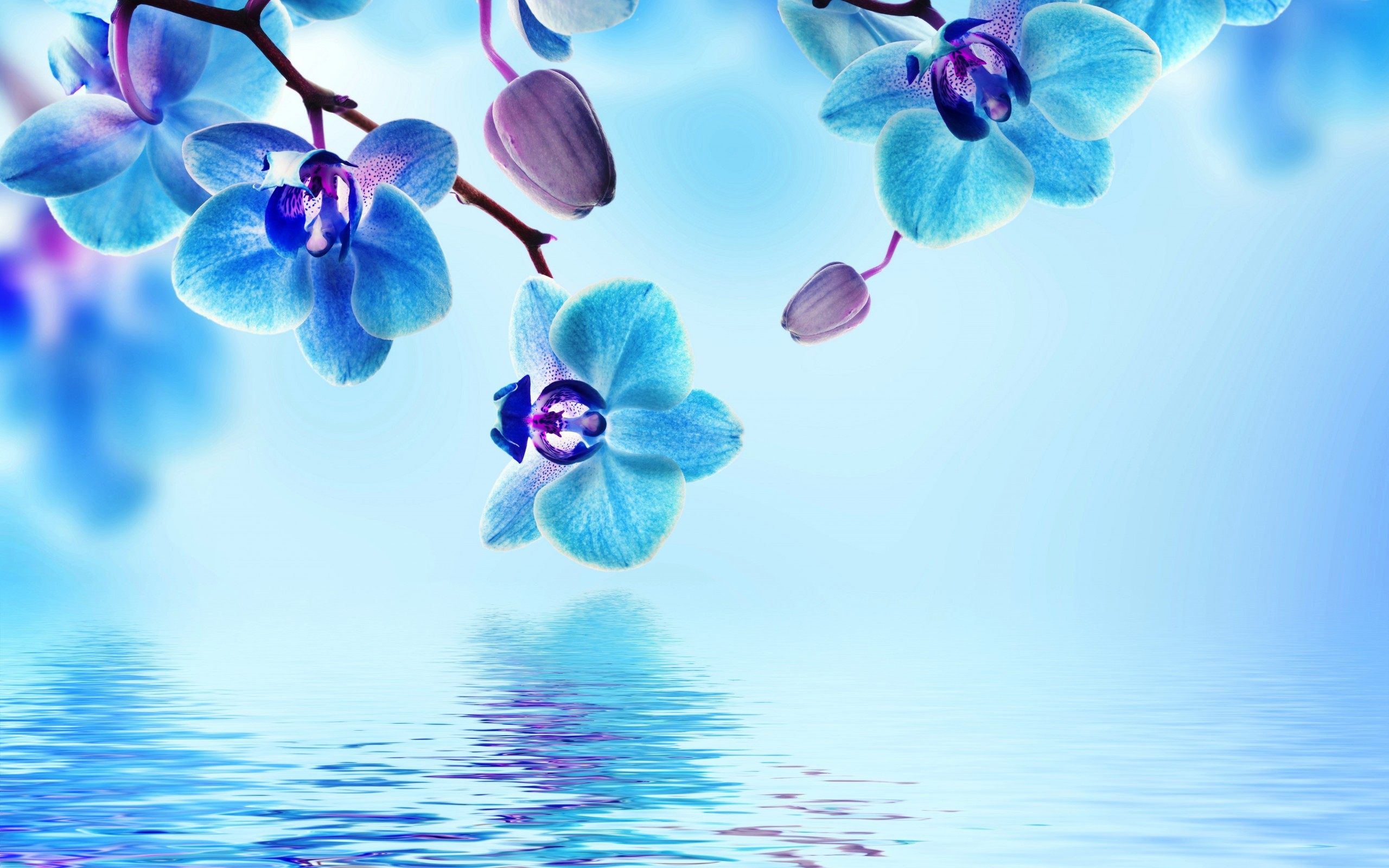 orchid flower blue background powerpoint
